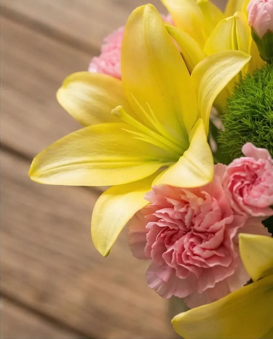 Nuevos Productos Recientes - FLOVERS